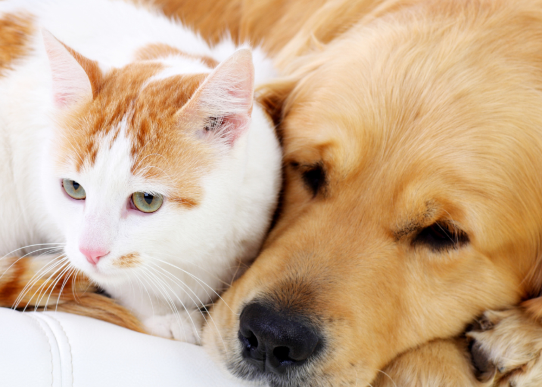 Animal Reiki for Anxious Pets: Calming Fear of Storms and Fireworks