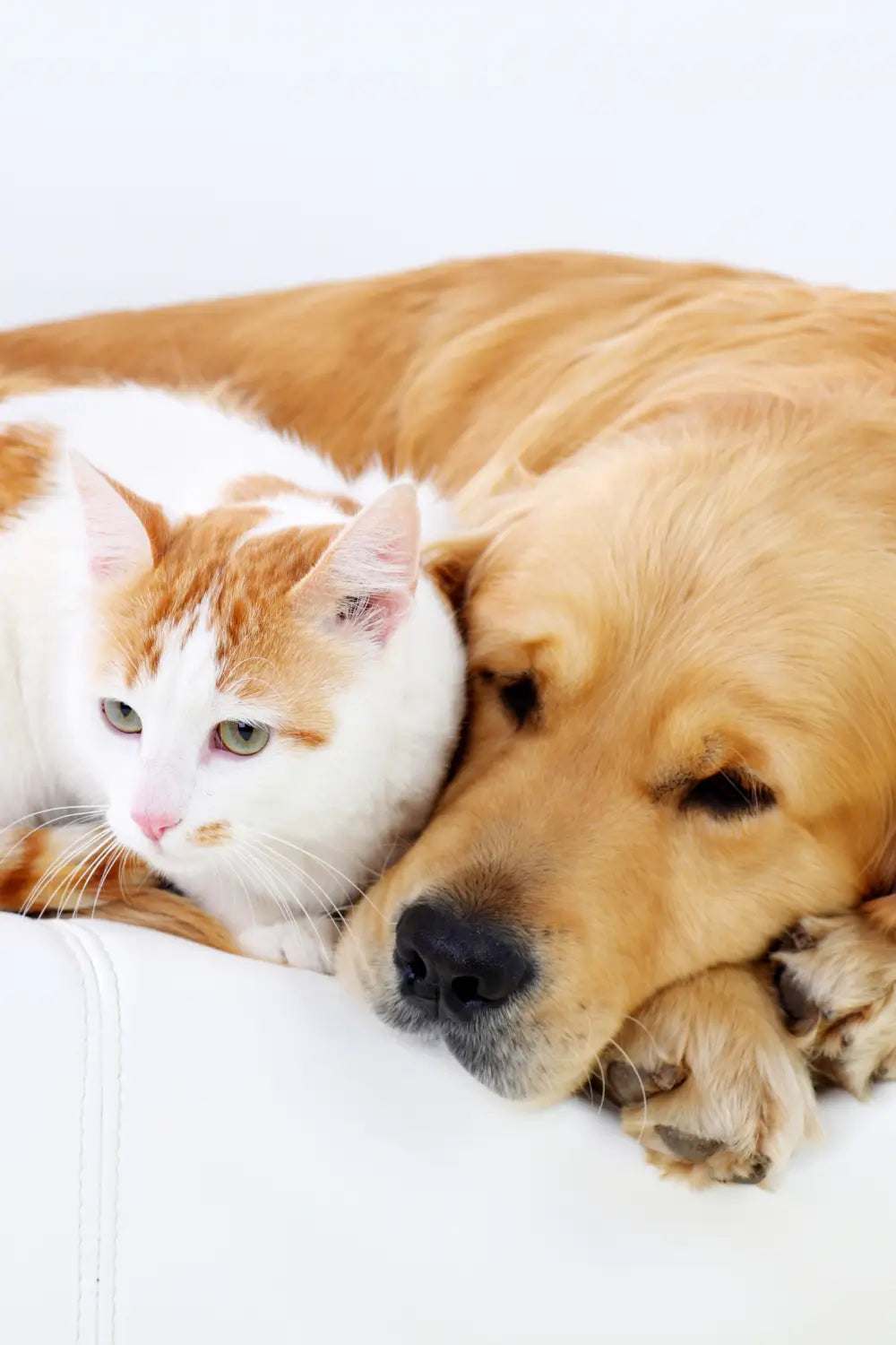 Animal Reiki for Anxious Pets: Calming Fear of Storms and Fireworks