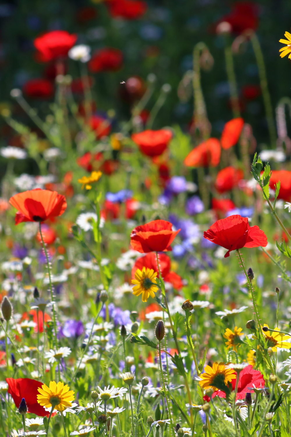 Wildflower Meadow