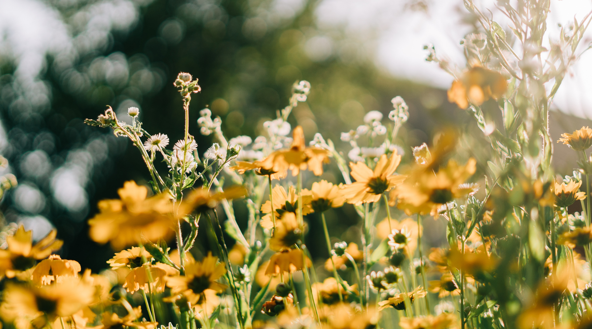 Cottagecore Self-Care: Slow Beauty Rituals for a Gentler Life