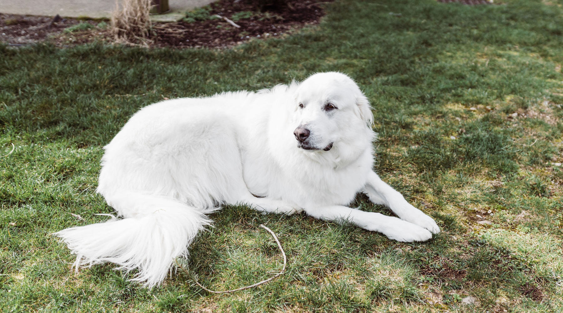 Back-to-School Pet Anxiety: Easing Separation Stress With Animal Reiki