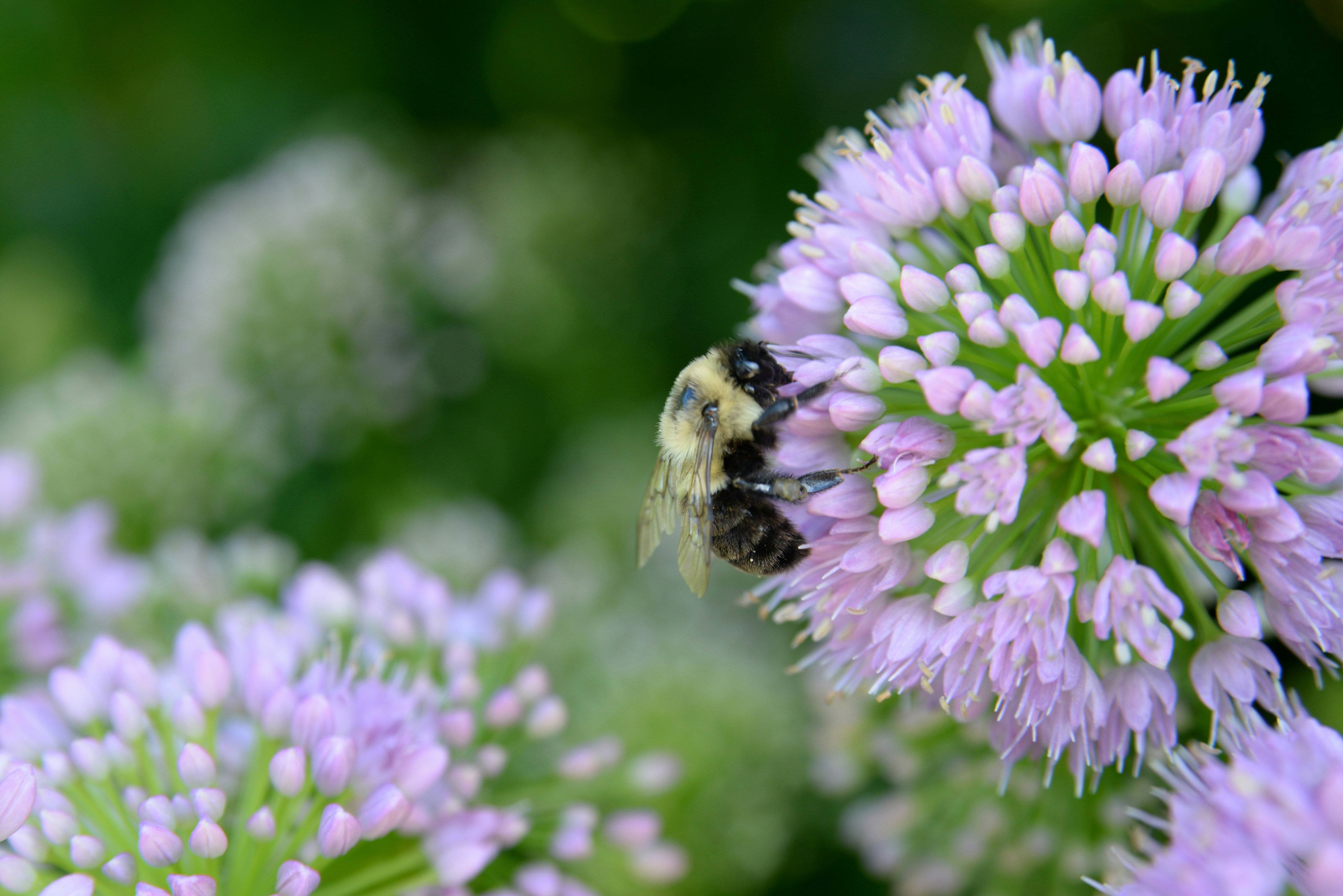 When Bees Thrive, Nature Smiles!