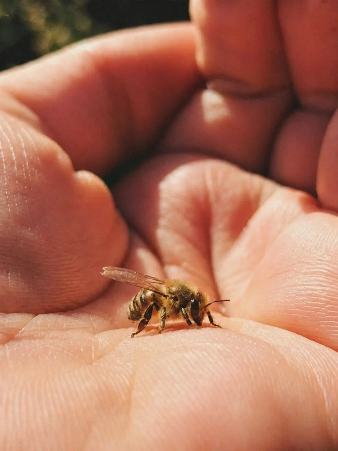 Simple Ways to Protect the Bees Who Make Your Skincare