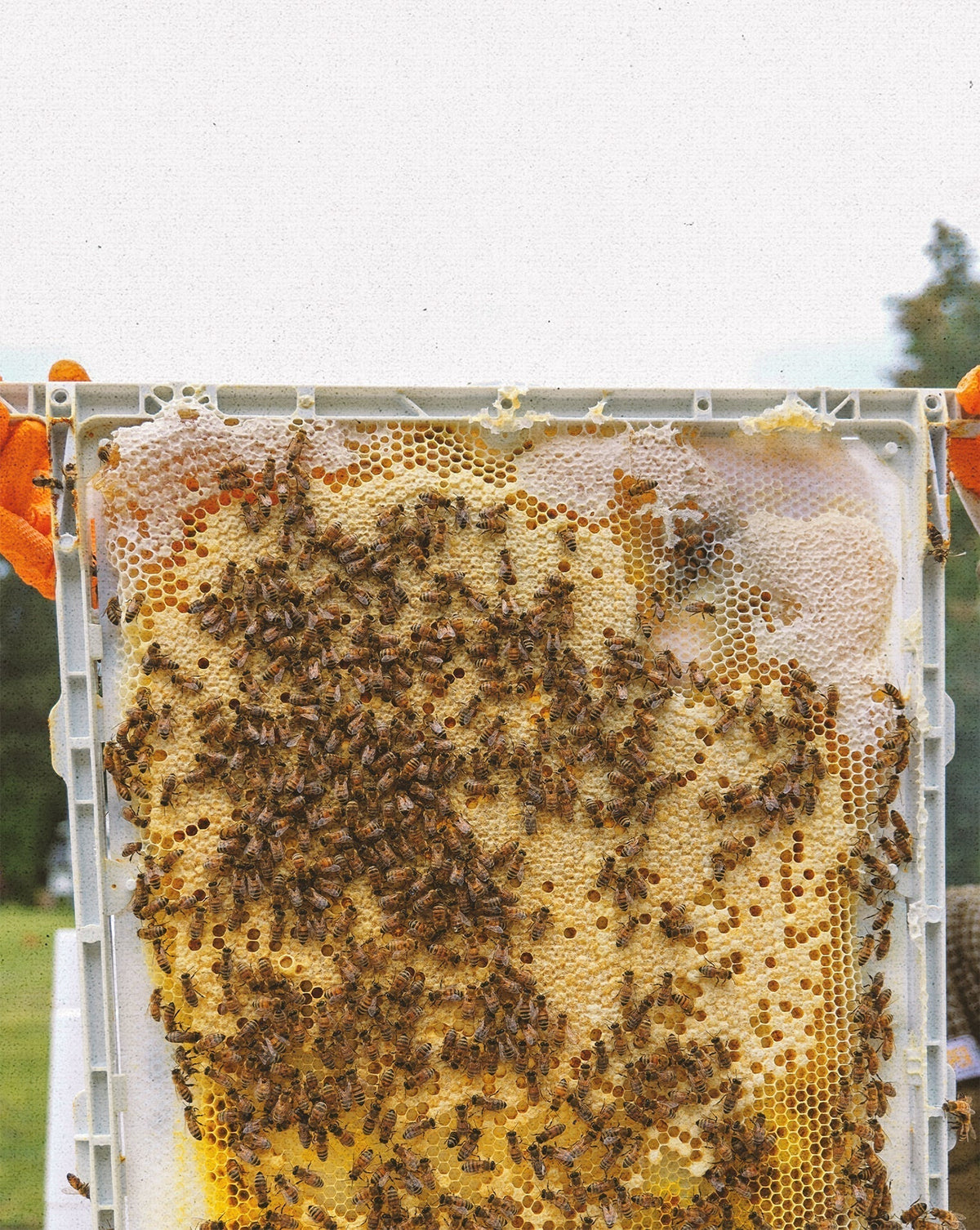 Beeswax in Skincare: What It Actually Does for Your Skin