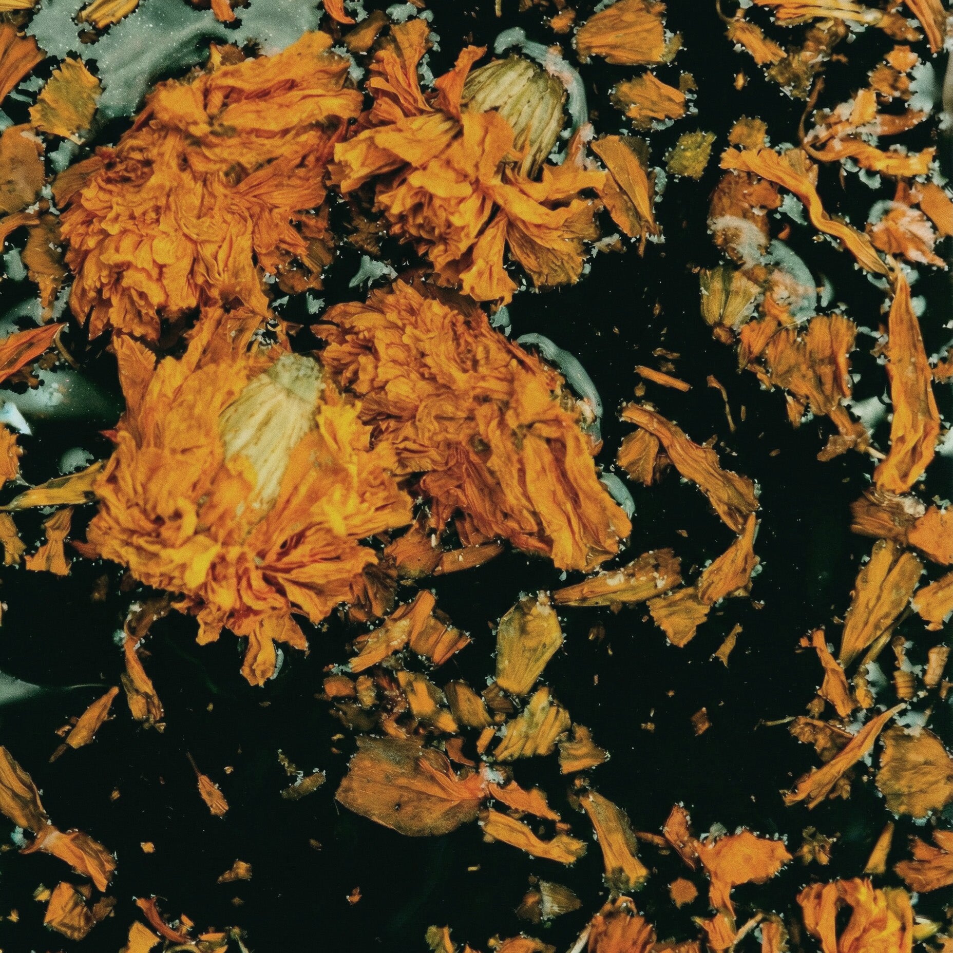 CALENDULA