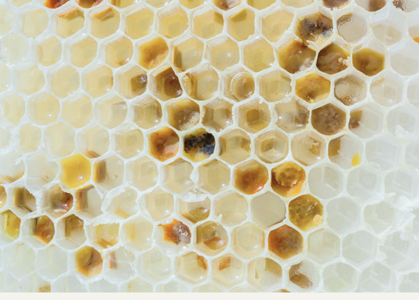 Beeswax & Skin Barrier Health: How Nature Protects Your Glow
