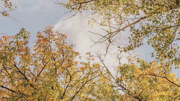 Rooted in Rhythm: Embracing Fall with Seasonal Wellness