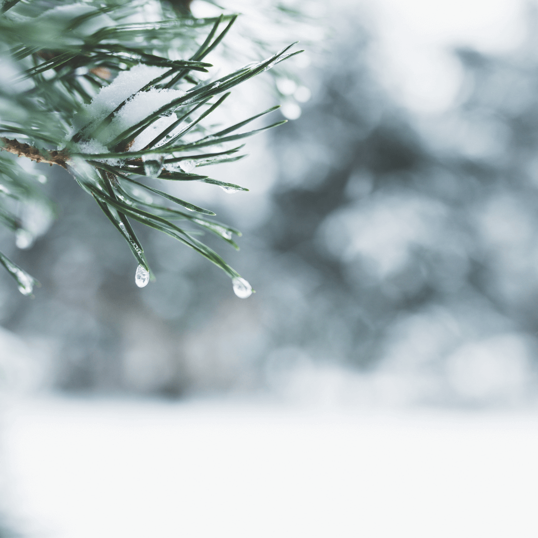 The Busy World of Honeybees in Winter