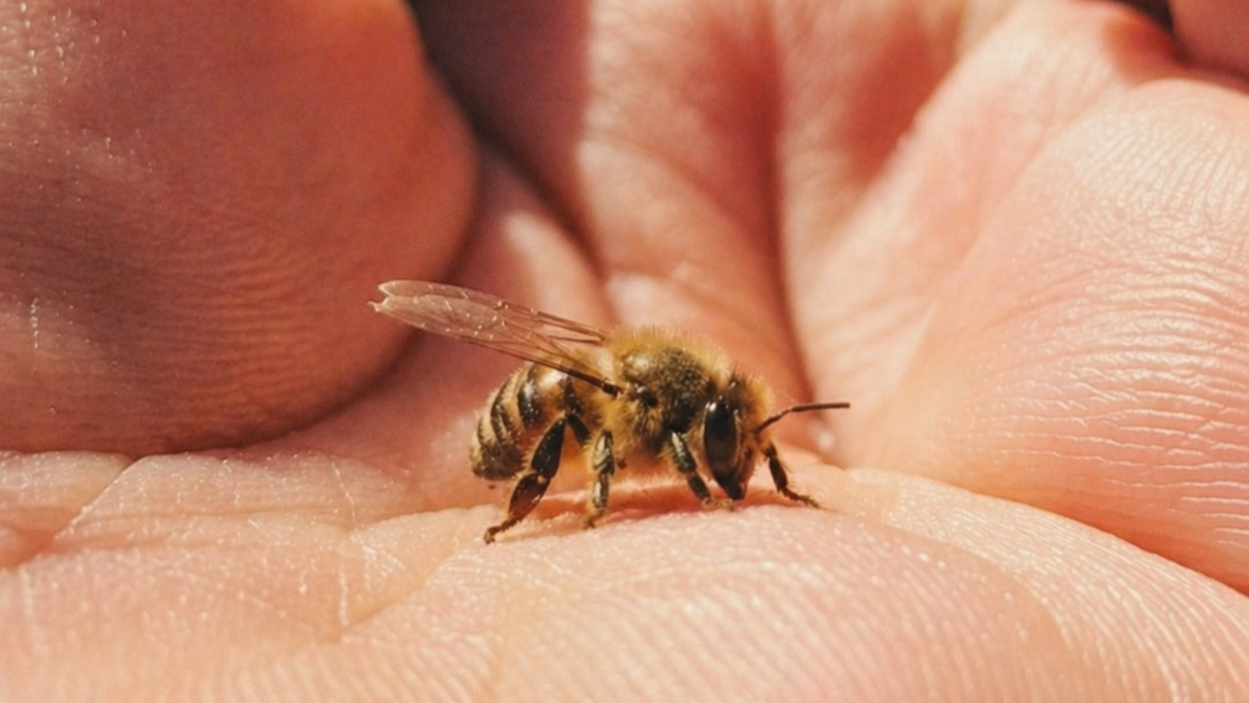 Simple Ways to Protect the Bees Who Make Your Skincare