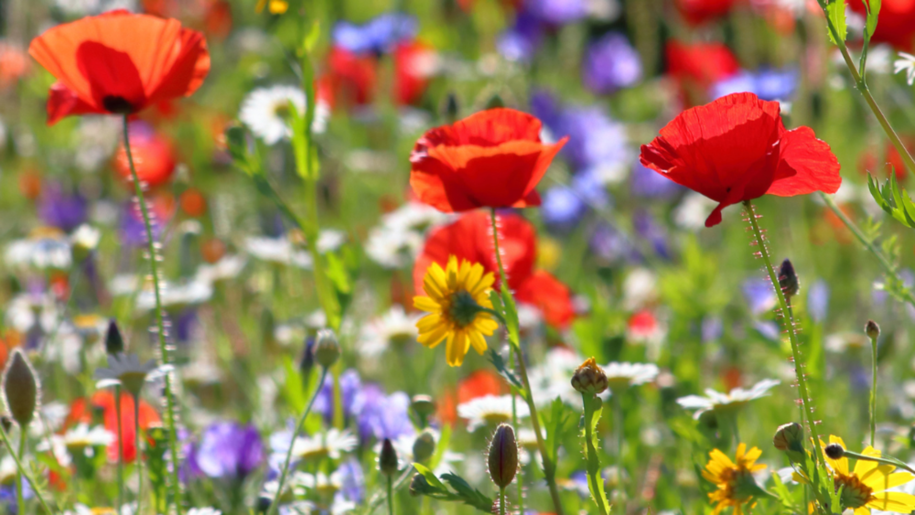 Wildflowers and poppies in a pollinator garden field