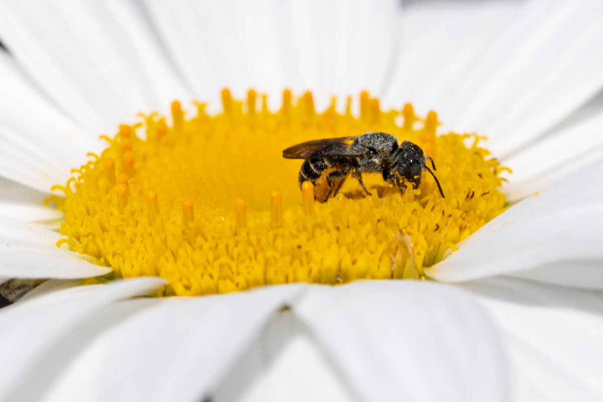 How Far Bees Travel and Why It Matters