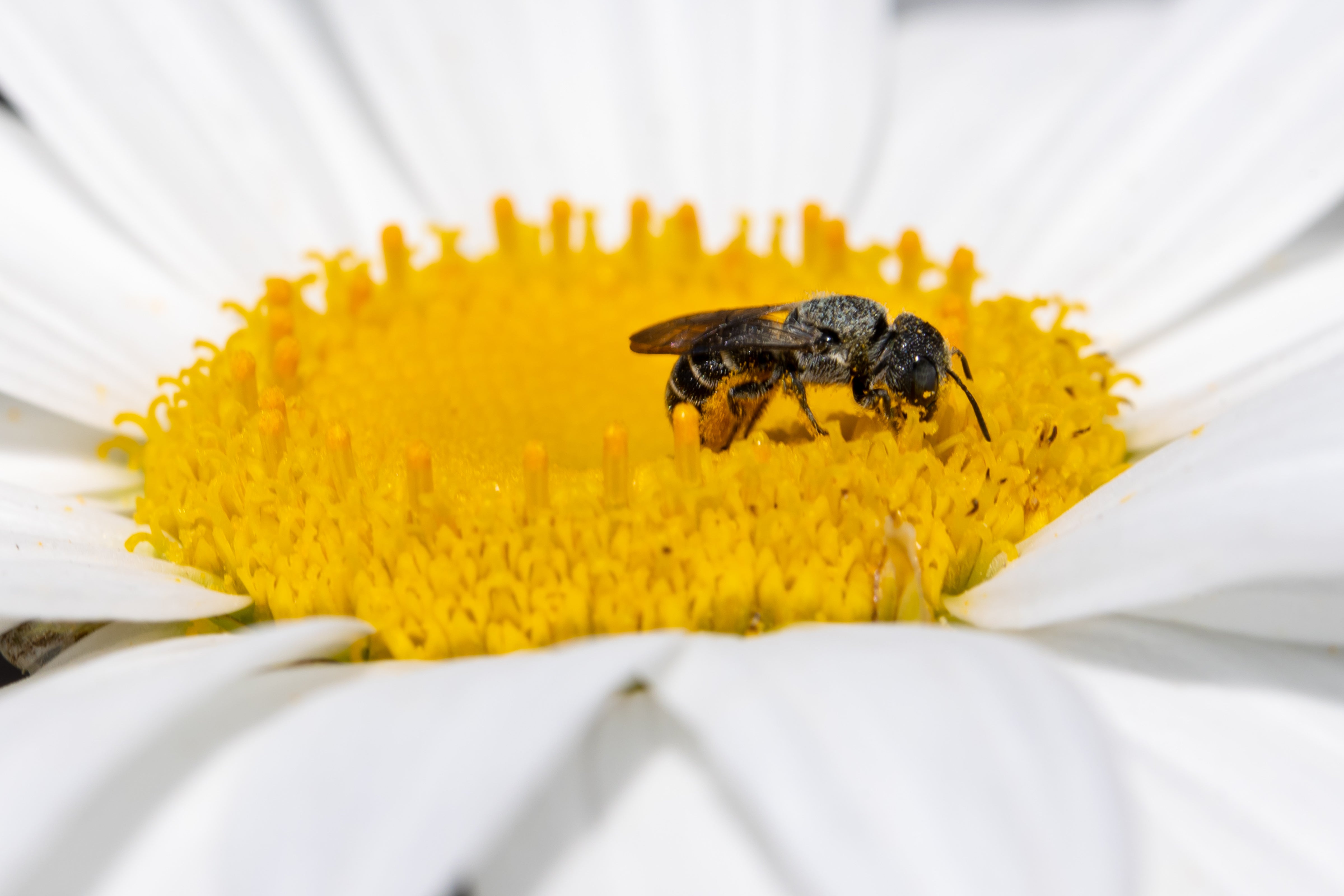 The Astonishing Range of Bees: How Far They Travel and Their Impact on Ecosystems