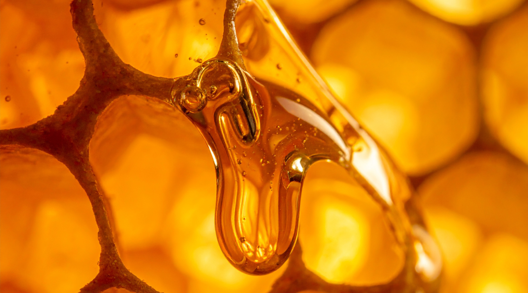 Raw honey dripping off beeswax comb