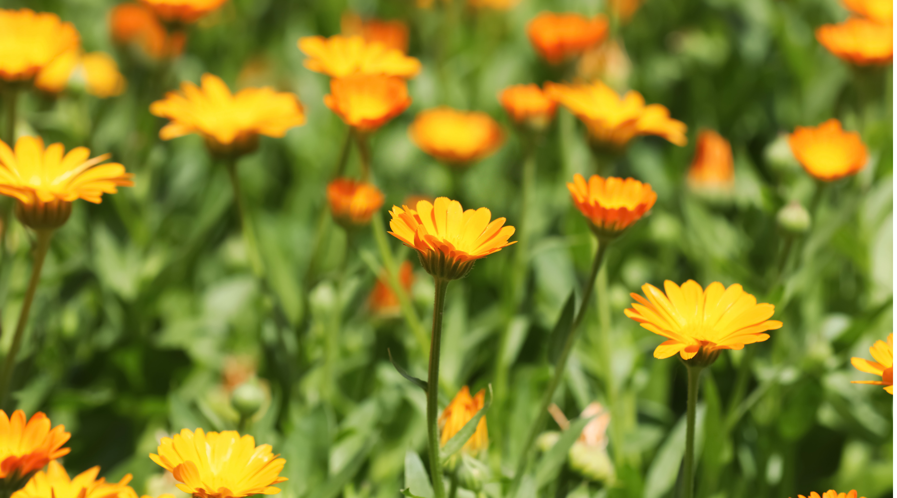 Calendula Benefits for Skin: A Gentle Botanical Powerhouse