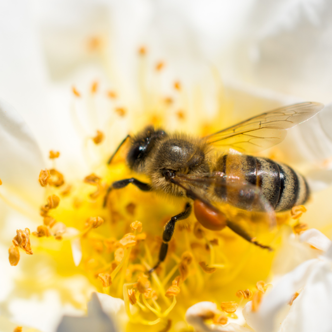 How (& Why) To Add Bee Pollen To Your Diet