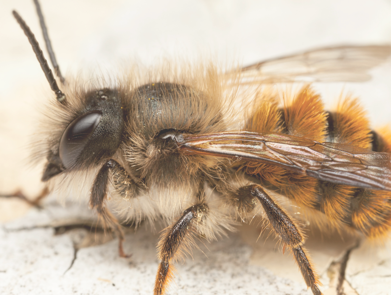 The Amazing Mason Bee!