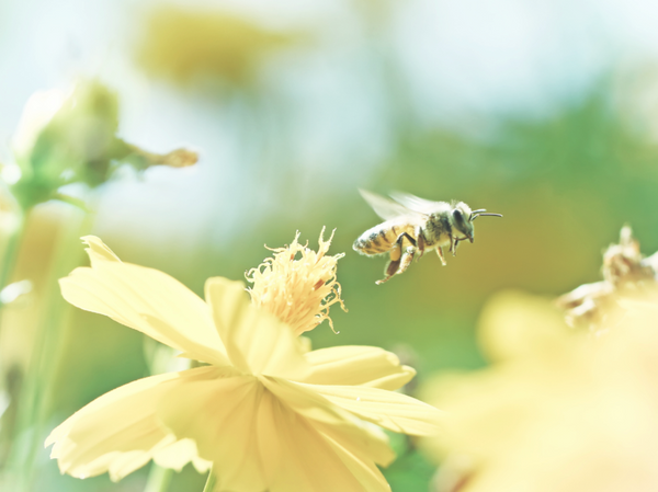 Grow The Ultimate Bee Garden