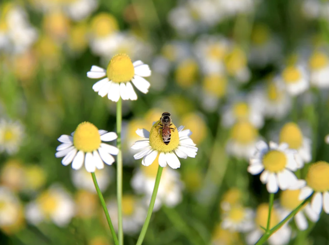 6 reasons we love bees (and think you should too!)