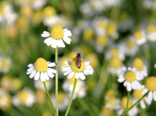 6 reasons we love bees (and think you should too!)