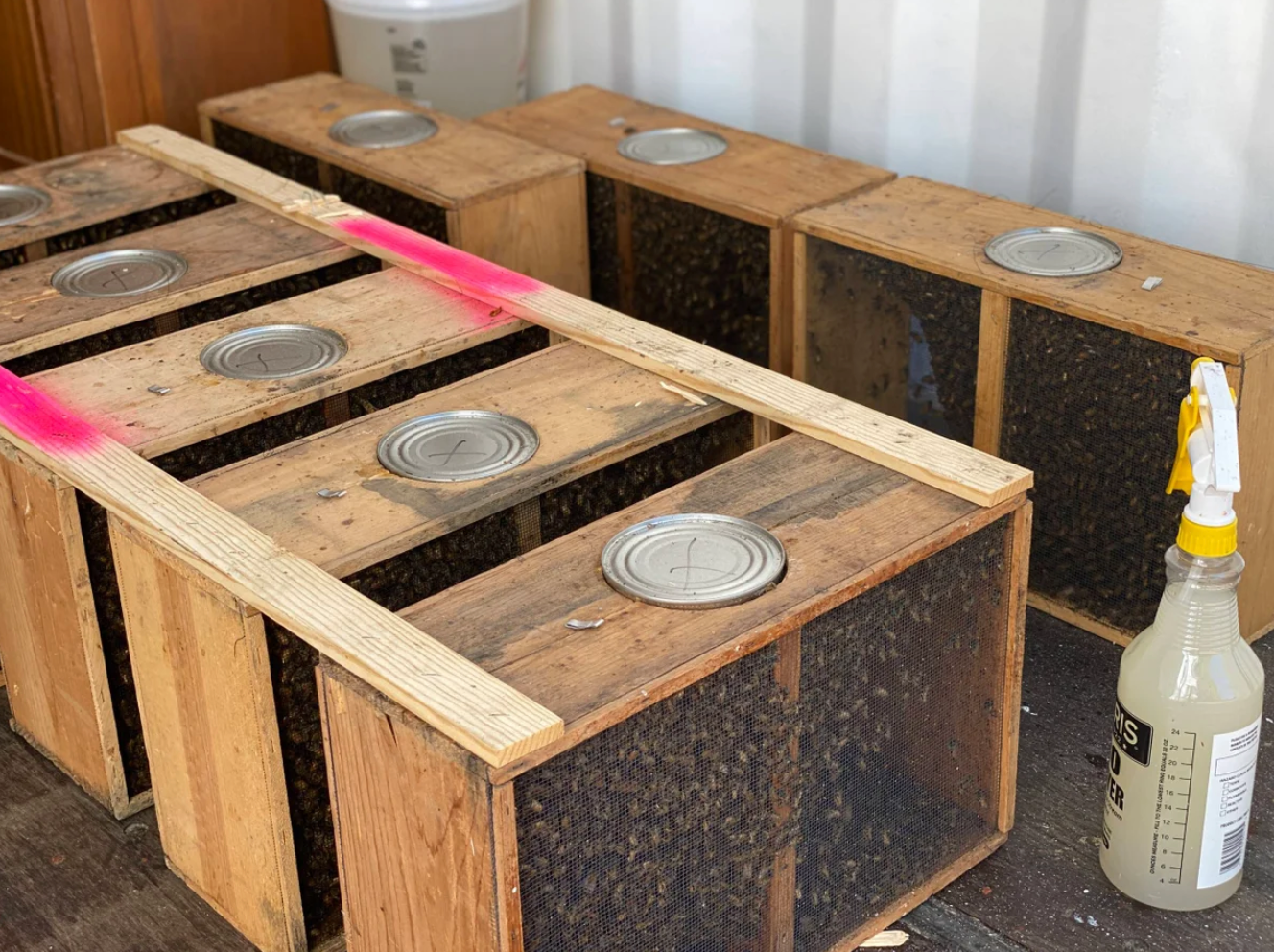 Installing bees into AZ hives