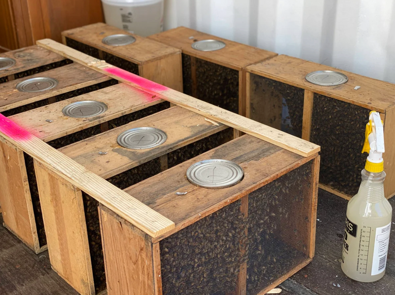 Installing bees into AZ hives