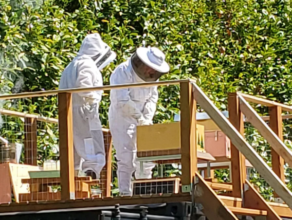 What's on the bee deck?