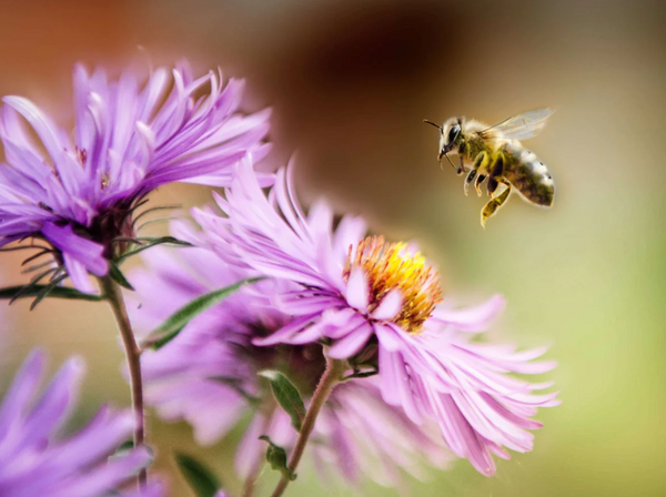 5 ways to support bees at home