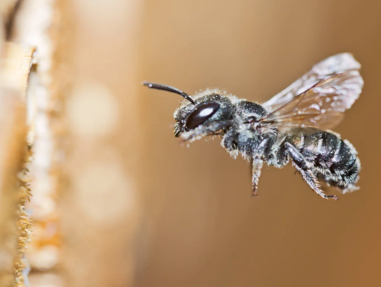 Mason bees and garden diversity