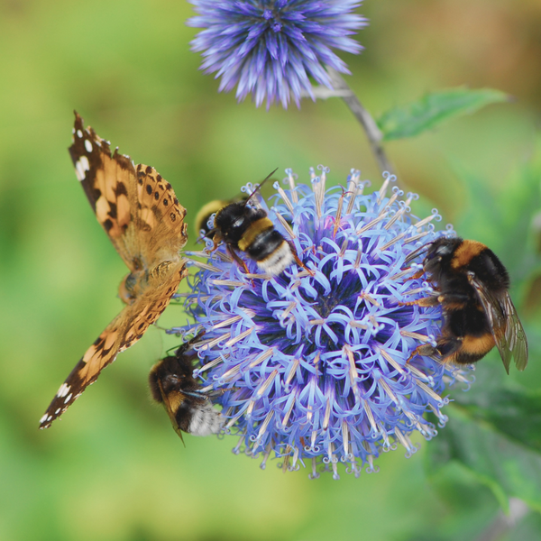 Get To Know Your Native Pollinators