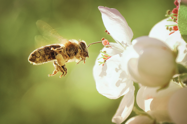 Honeybee Reiki: A Unique Path to Healing Through Nature and Energy