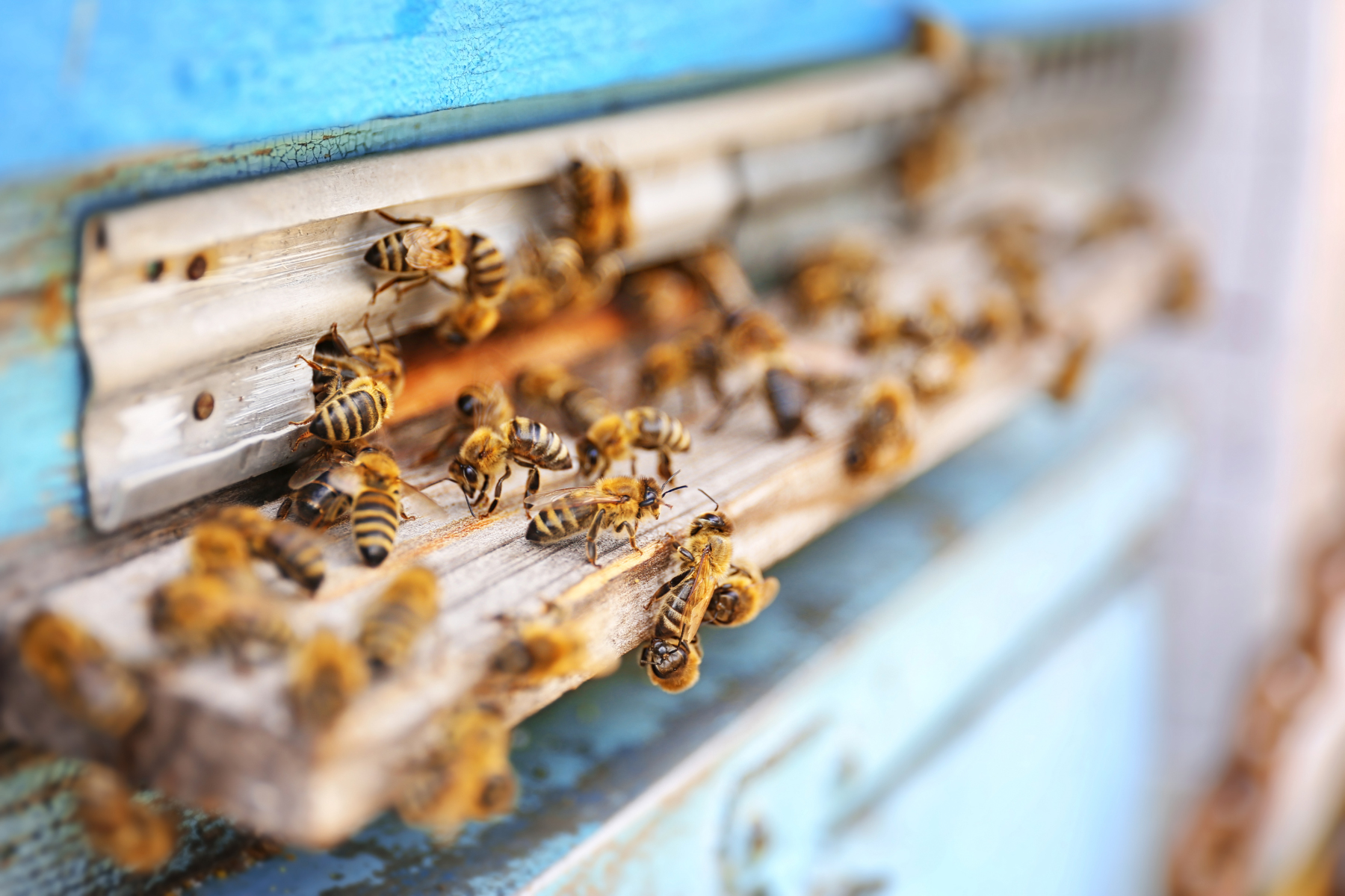 The Healing Hum: How Honeybee Hive Frequencies Support Energy Healing and Reiki