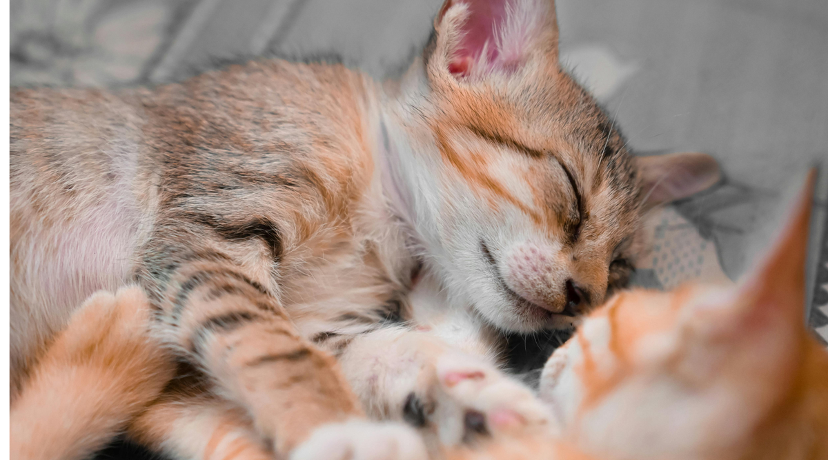 Reiki for Cats: A Gentle Way to Soothe a Stressed Feline