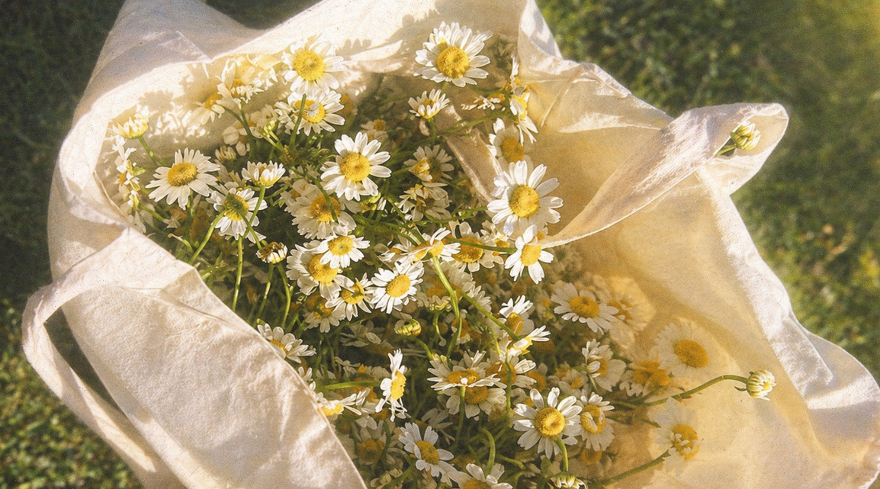Wildcrafted Botanicals: What It Means, and Why It Matters for Your Skin