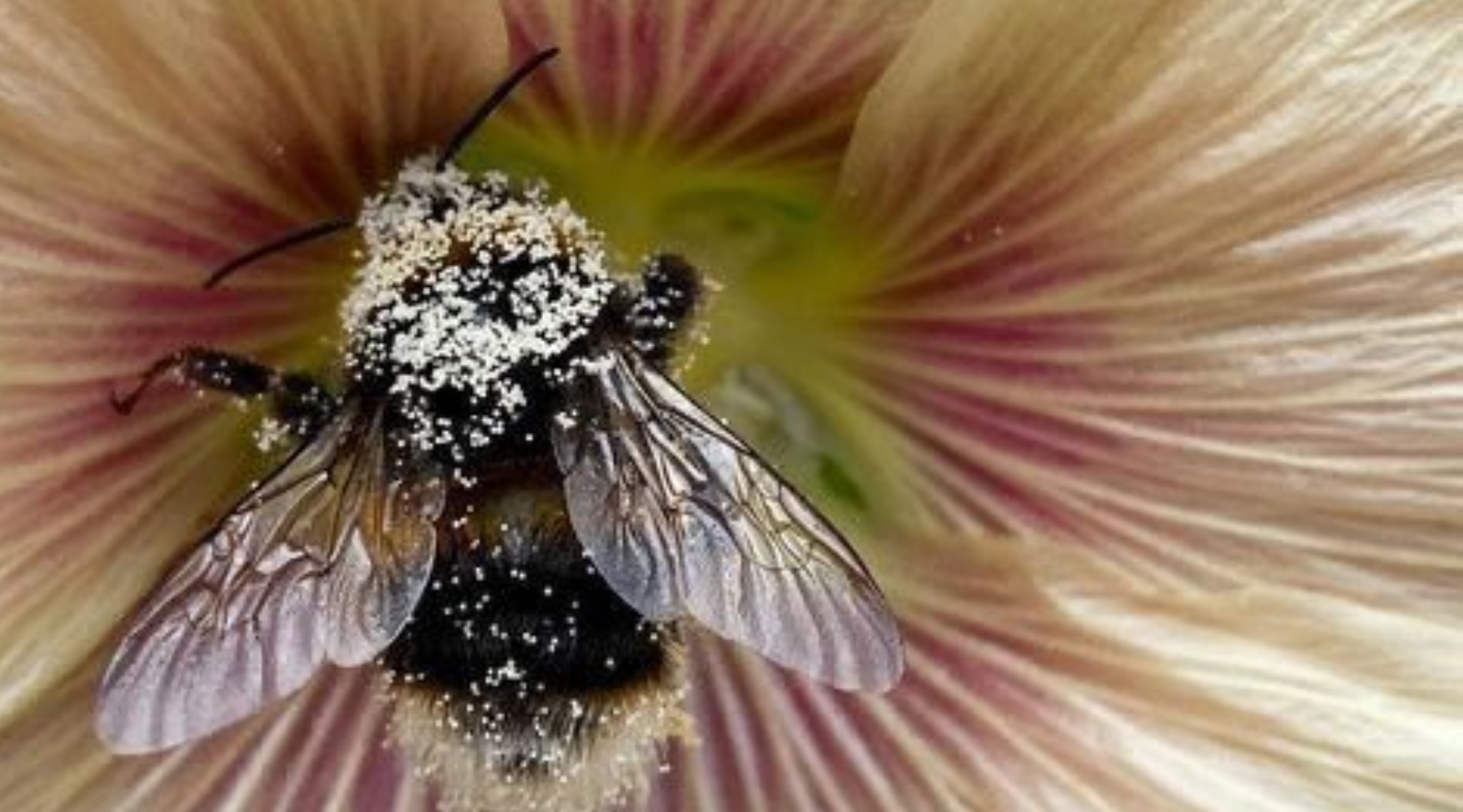 Pollinator Week: Simple Ways to Protect the Bees Who Make Your Skincare