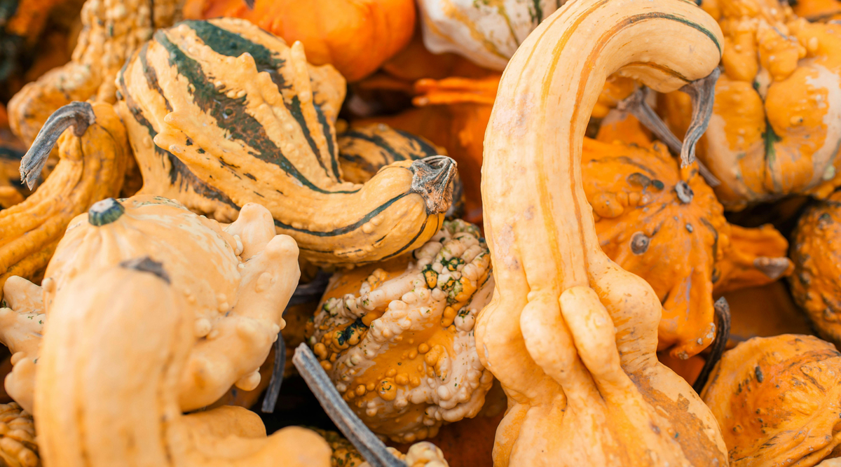 Heirloom orange pumpkins and gourds in pile
