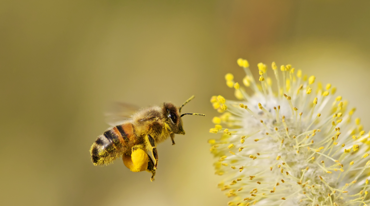World Animal Day: How Animal Reiki Supports the Animals We Love