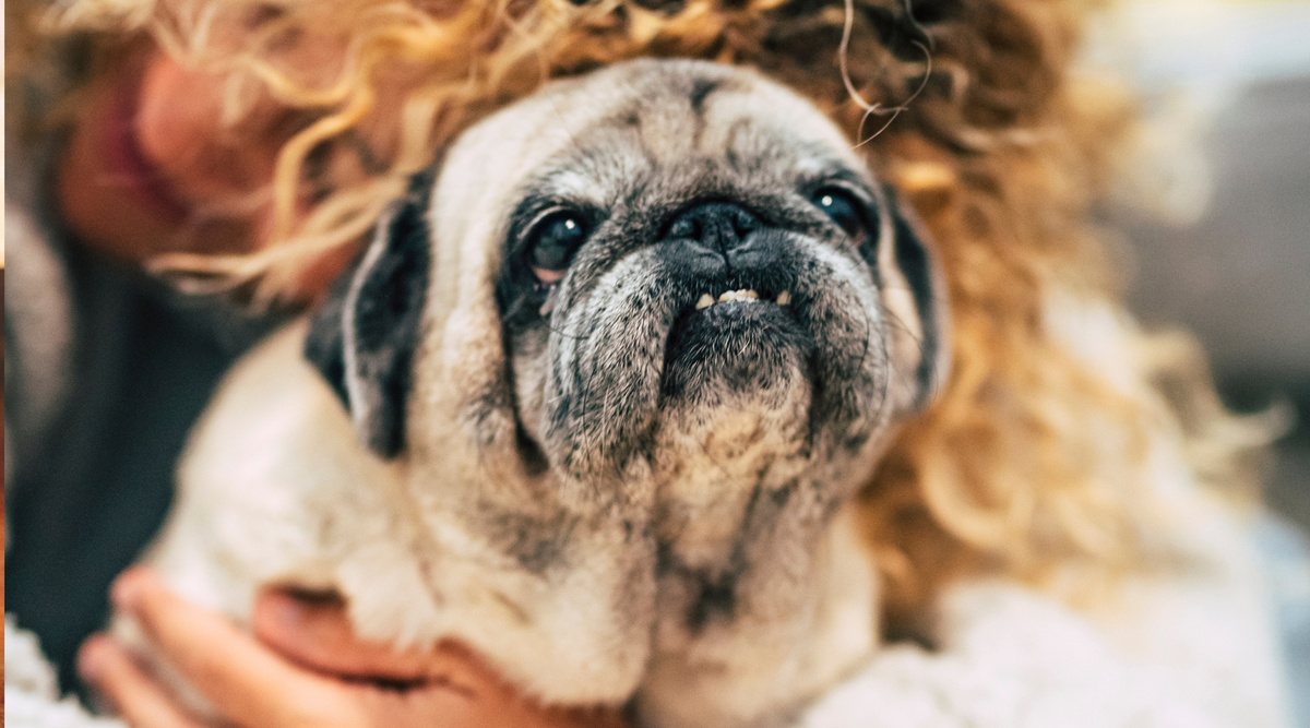 Animal Reiki: How Energy Healing Supports Animals of All Kinds