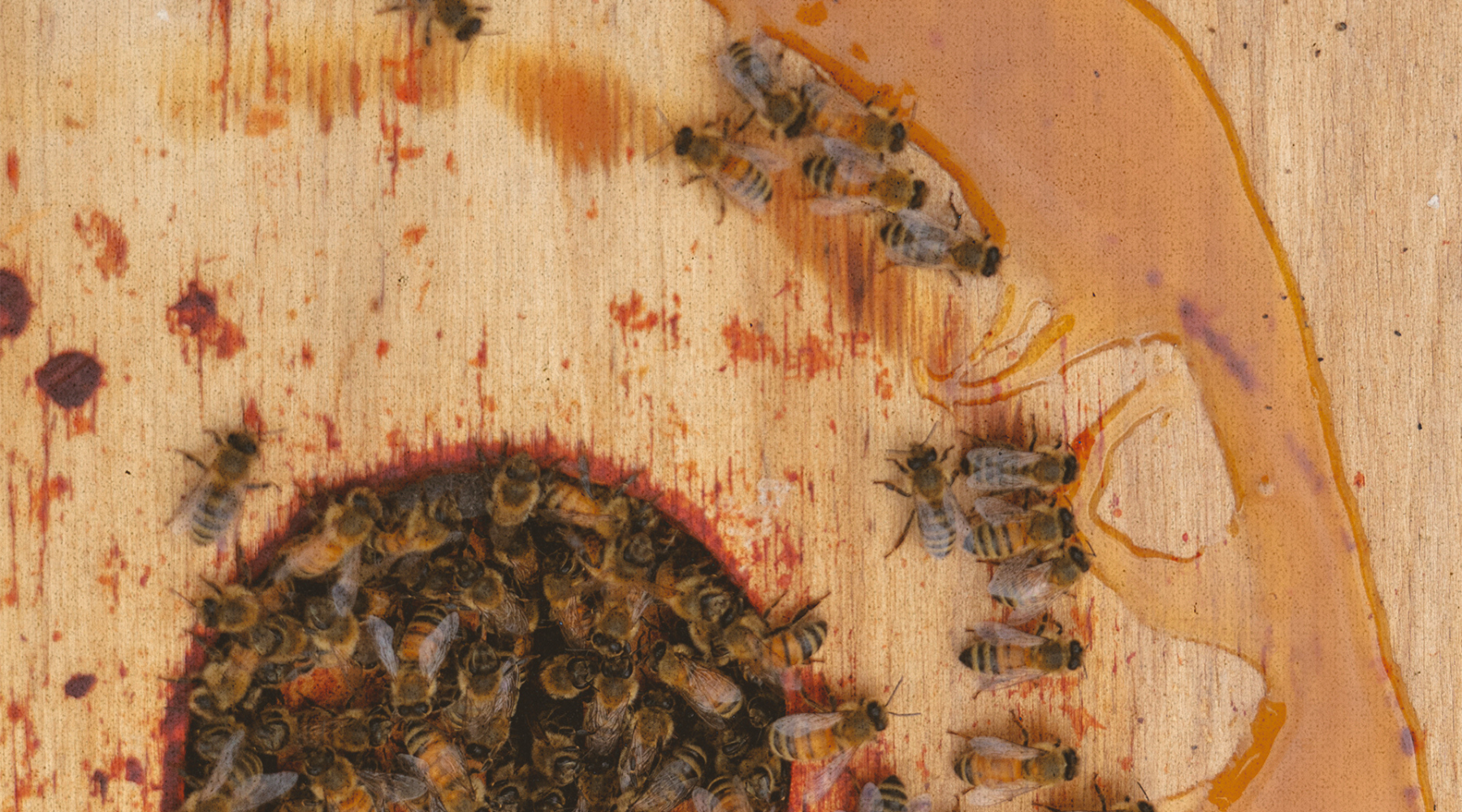 A Day at Our Honeybee Apiary in Snoqualmie, Washington