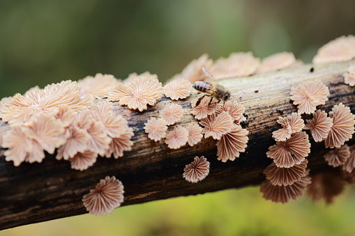 The Dance of Bees and Mushrooms: Nature’s Dynamic Duo in Sustainability and Skincare