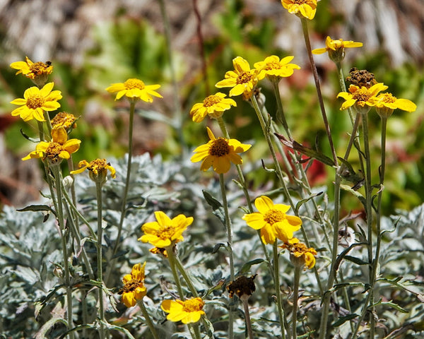 The Importance of Native Plants for Pollinator Stewardship