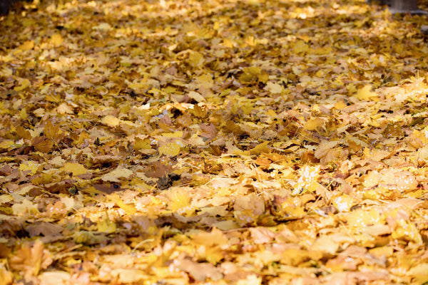 Leaving the Fallen Leaves - A Small Step Towards Pollinator Stewardship.