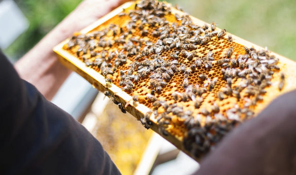 The Buzz On Honeybee Propolis: Everything You Need To Know