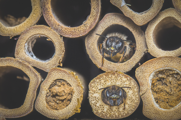 Unique Facts You Might Not Know About Mason Bees
