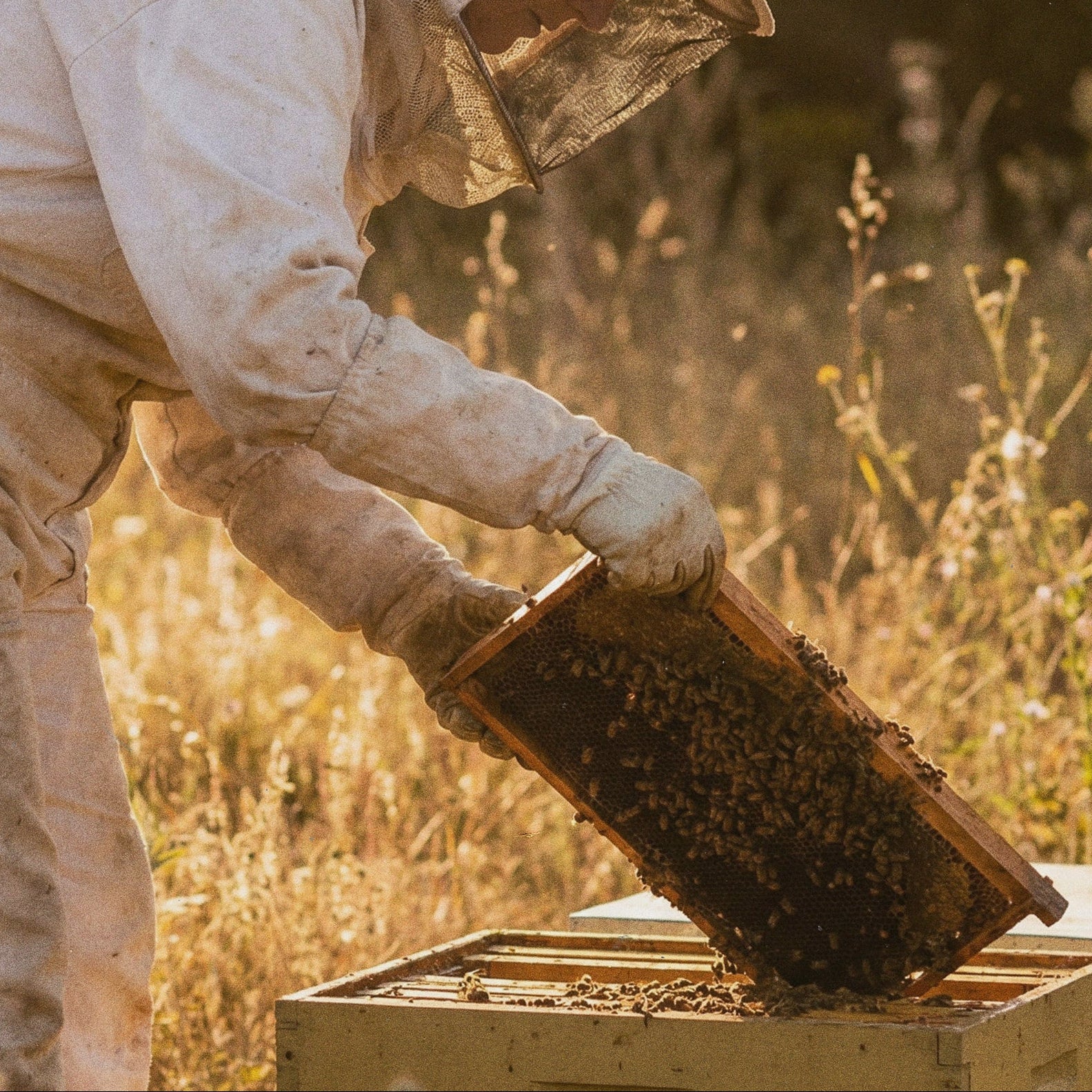 Person in a beekeeping suit inspecting honeycomb in an apiary