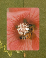 Keeper's Collective Gift Card
