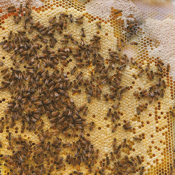 HONEYBEE REIKI